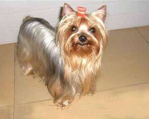 约克夏造型有哪些?