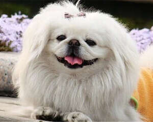 京巴犬的形态特征