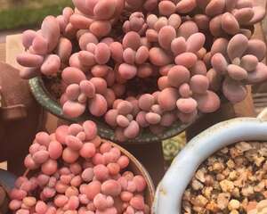 多到让你审美疲劳！她可能是多肉爱好者里最痴迷桃蛋的花友