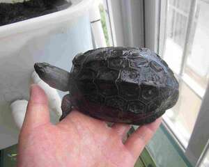 给新手讲讲何谓“墨龟”