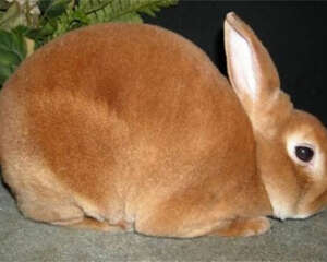 不要使用石棉瓦建造兔舍