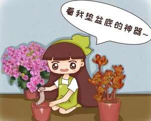 1把核桃垫盆底，不烂根、不招虫，疯长停不下来！