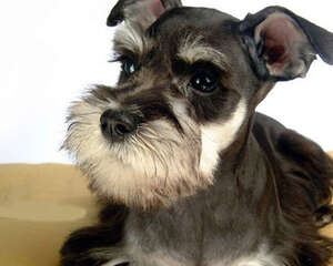 如何挑选迷你雪纳瑞