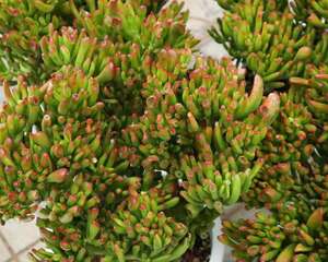 吸财树叶子变软变皱怎么办