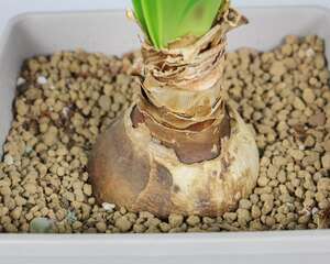 朱顶红的种植方法