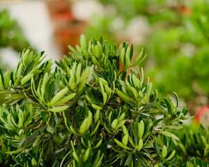 罗汉松的养殖方法和注意事项