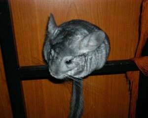 龙猫眼屎很多的原因及处理办法
