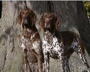 指示犬洗澡的步骤都有哪些？