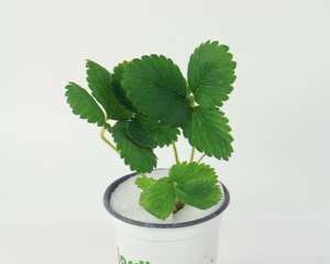 草莓水培种植方法