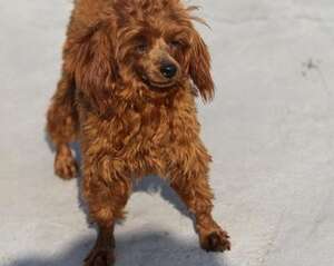 怎样治疗狗狗胃肠炎