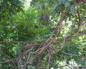 紫藤盆栽需要多大的盆（附盆栽种植方法）