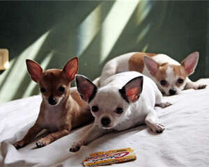 带狗狗旅游需要注意什么