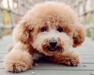 泰迪犬有蛀牙怎么办