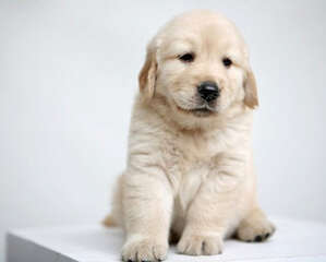 狗狗脚受伤后该如何处理