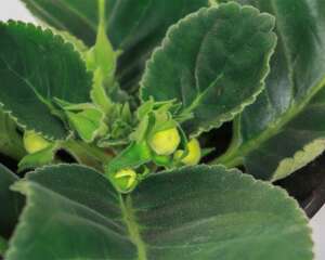 大岩桐不长叶子怎么办