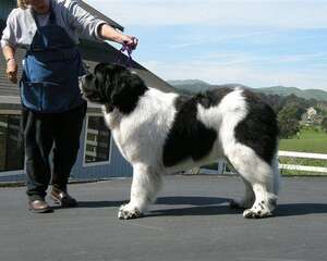 纽芬兰犬的性格特点