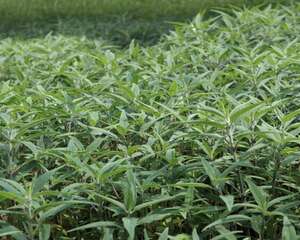 千屈菜什么时候开花