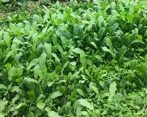 80岁老妈爱养花，家里脸盆都种满了，天天还问我要花！