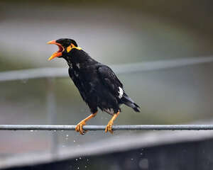 笼养鹩哥能活多久？