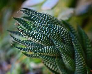 条纹十二卷 Haworthia fasciata (Willd.) Haw
