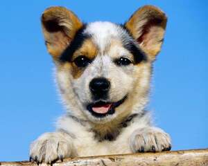 狗狗换牙期是什么时候