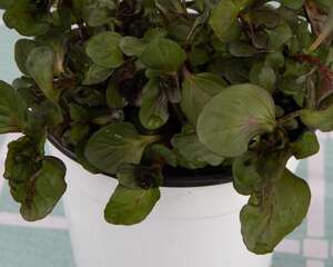 薄荷叶子发黄怎么办