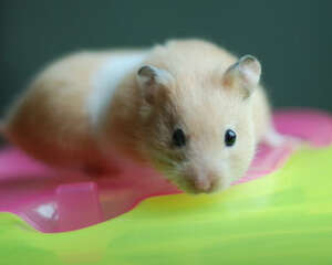 仓鼠肠道问题可以用什么