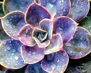 紫珍珠 Echeveria ‘Perle von Nürnberg’