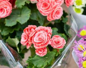 丽格海棠的修剪方法