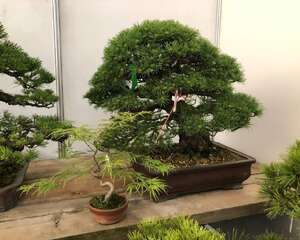 农村什么树能做盆景