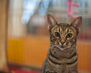 猫多大可以吃猫草