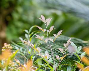 这花特耐寒，天越冷叶子越红，丢院子里也冻不死