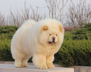 松狮接种育苗时间与方法