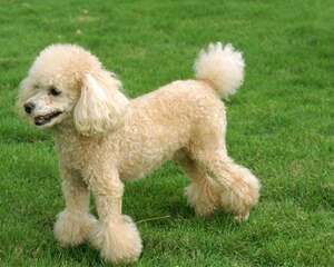 贵宾犬便秘怎么办