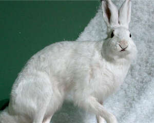 雪兔的外貌特征