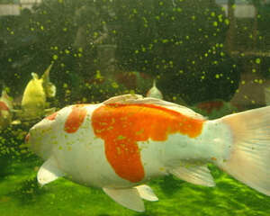 锦鲤的食欲和水温的关系