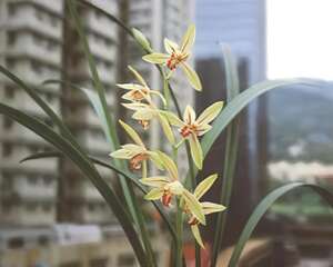 青梗四季
