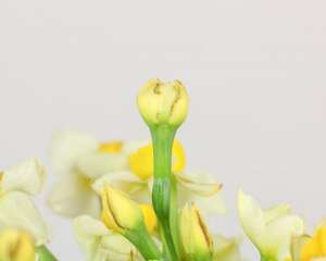 水仙休眠期怎么护理