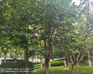 家里的白兰天天开花，摘都摘不完，邻居都来抢着买！