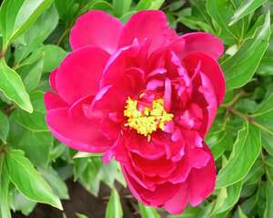 芍药插花开花的时间如何延长