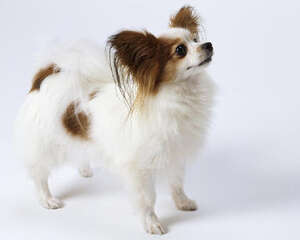 蝴蝶犬几个月掉牙