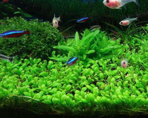 寄生虫药物对水草的危害