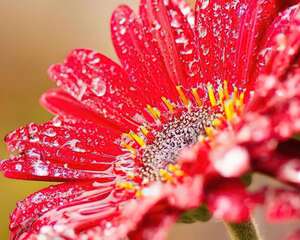 非洲菊
