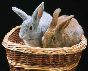 使用青饲料喂养兔子的好处