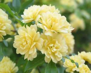 七里香花语