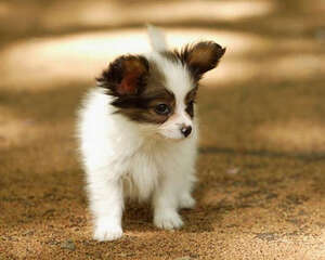 狗狗尿液颜色异常说明什么