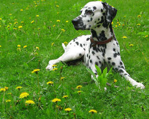 狗狗皮肤病检查前的注意事项