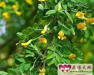 金雀花的花语：幽雅整洁