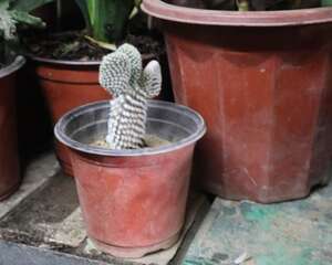 仙人掌类植物有哪些