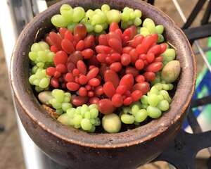 新婚收到这样的礼物开心吗？但无岁月可回头，且以深情共白首